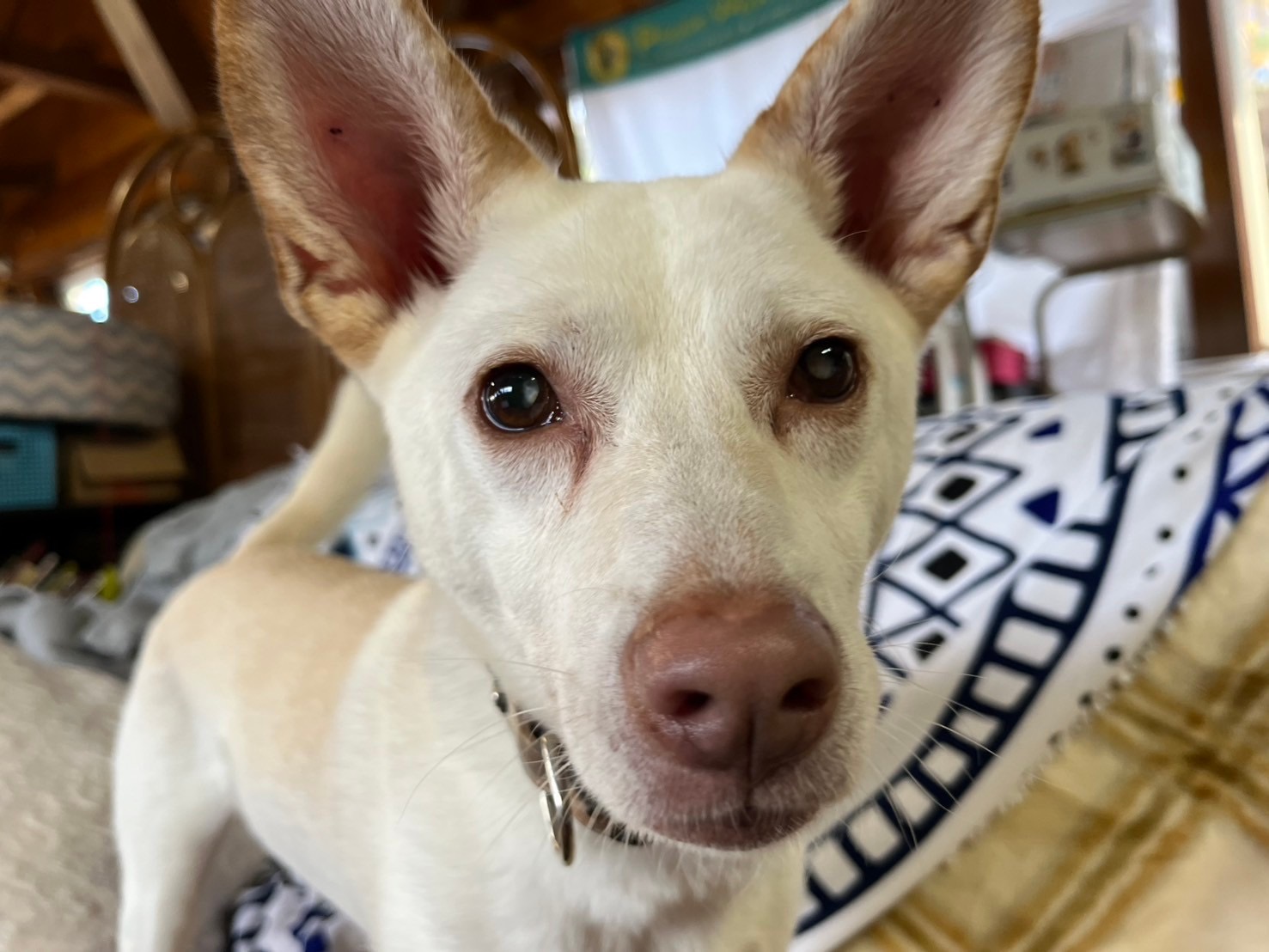 0fed91554e0fb12386522a8885803bfc