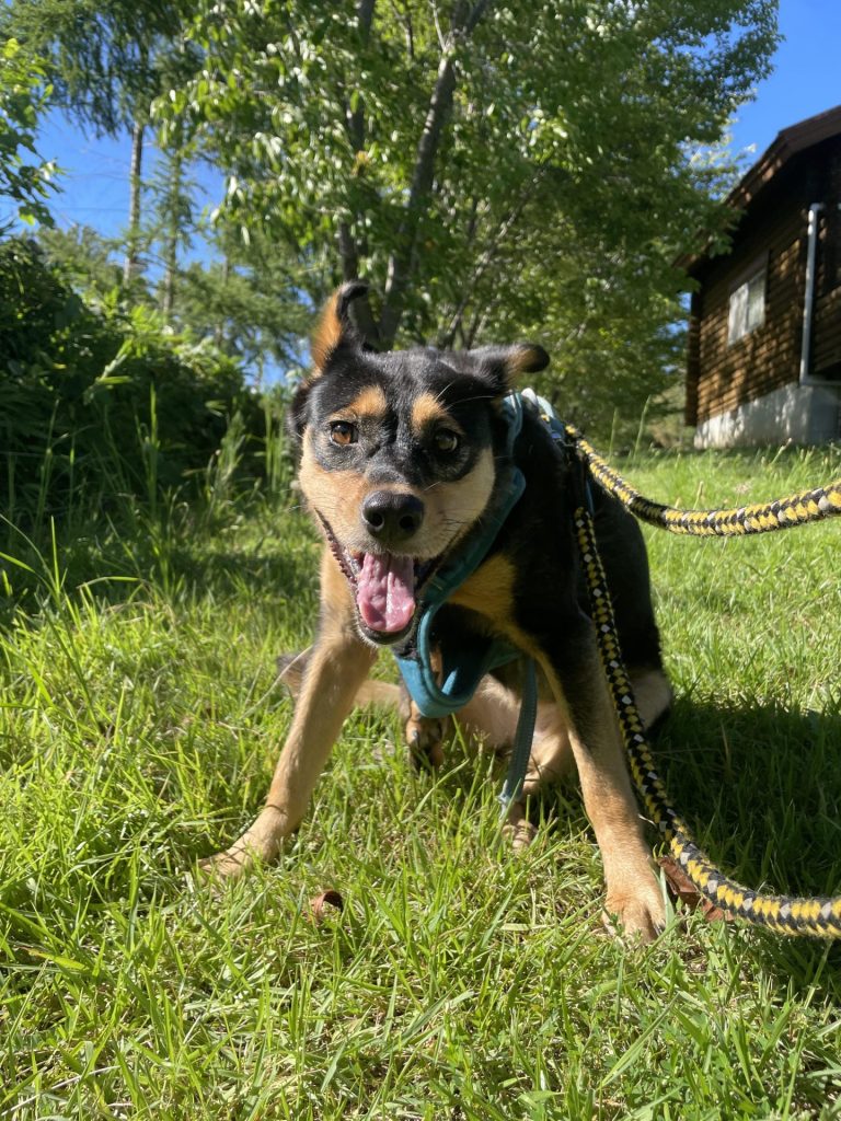 ワンだふるファミリーからの近況報告:2025年9月7日(日曜日) 2 90c6a297986ecd5e8cd5e4341284b557