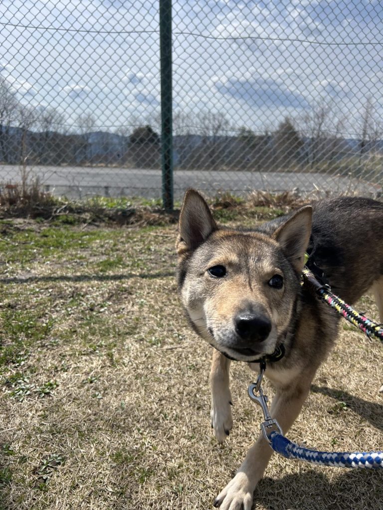 ワンだふるファミリーからの近況報告:2025年9月7日(日曜日) 3 7ae0c9e044c580e5b8b086b7f7d7329d