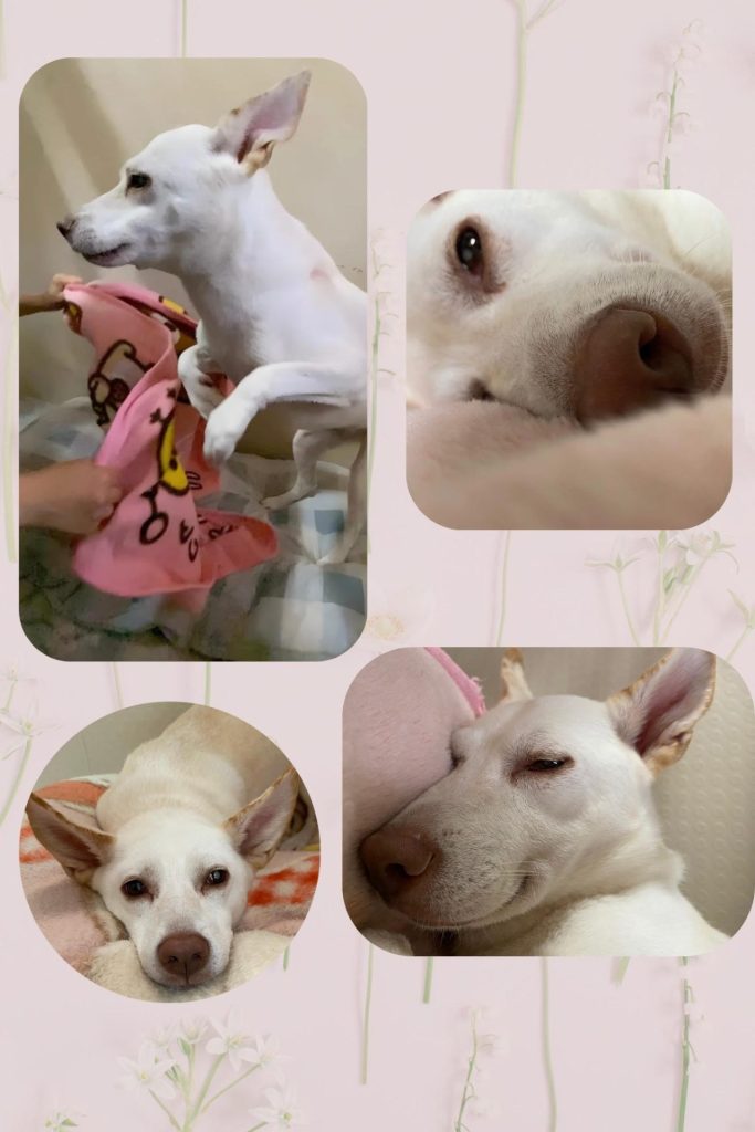 ワンだふるファミリーからの近況報告:2025年9月7日(日曜日) 4 b0f10ac9717d121a71b093fb4abd8b5a