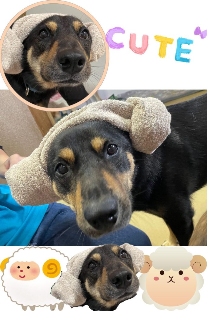 ワンだふるファミリーからの近況報告:2025年9月7日(日曜日) 5 13026bc185d3772de2e8cd848d73b1f9