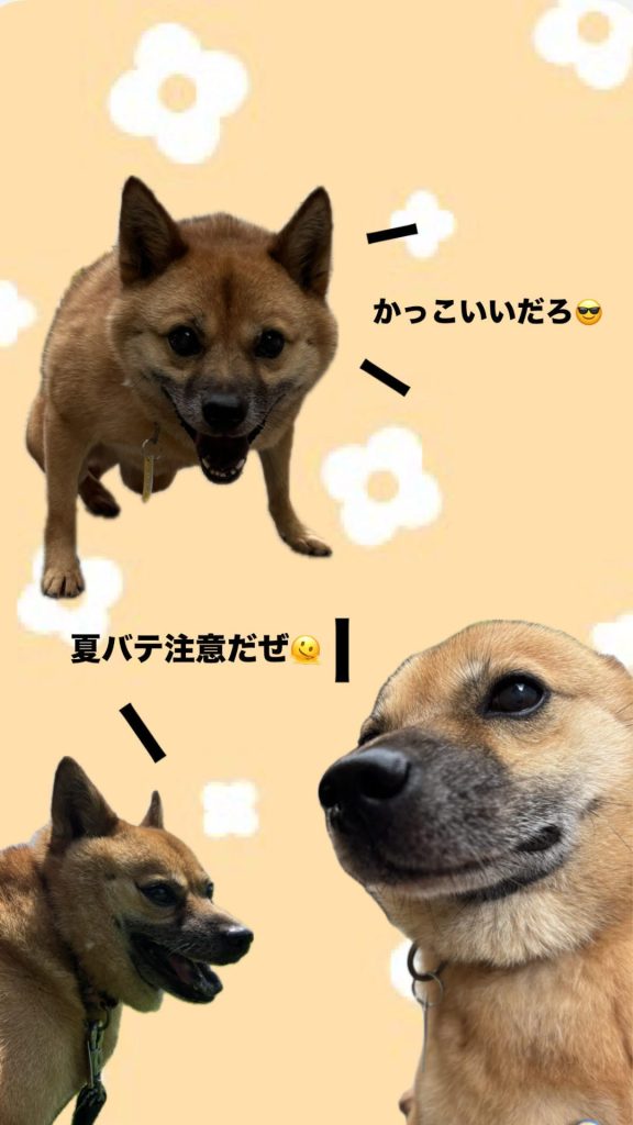 ワンだふるファミリーからの近況報告:2025年9月7日(日曜日) 6 d6b66e1a77c4e729ceda1a6c11d2b1aa