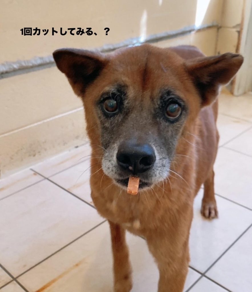 ワンだふるファミリーからの近況報告:2025年9月7日(日曜日) 7 2aeab6a8e299a2b2f9ab402e214119af