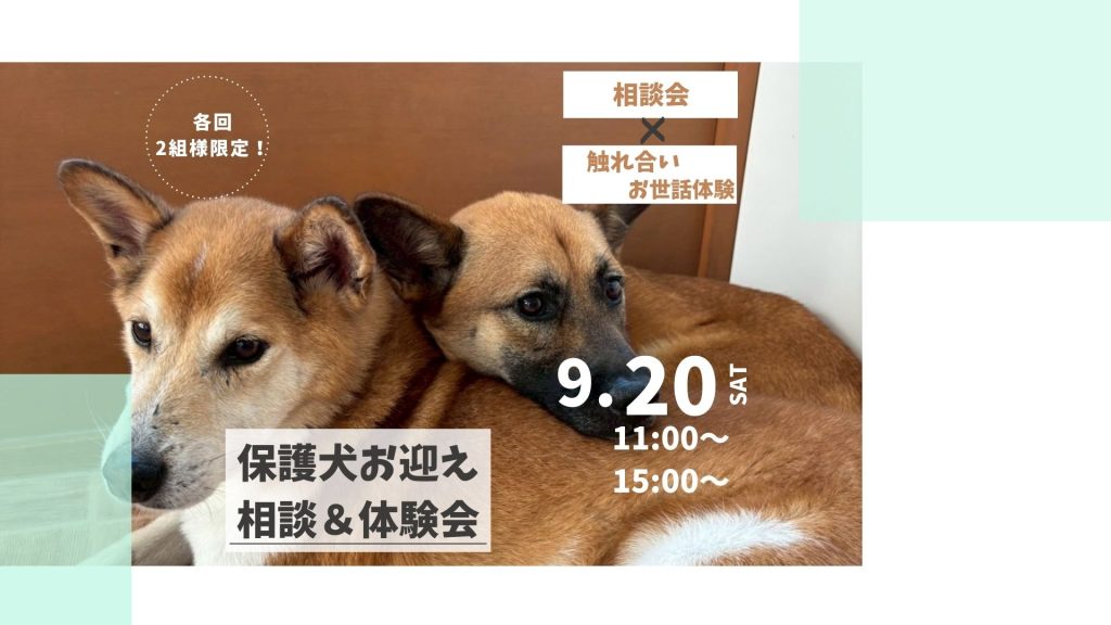 【ピースワンコのイベント】9/20(土)保護犬お迎え相談会&お世話体験会 を開催(世田谷譲渡センター) 12 223b682bdf14fd27d5c65b671fe42b85