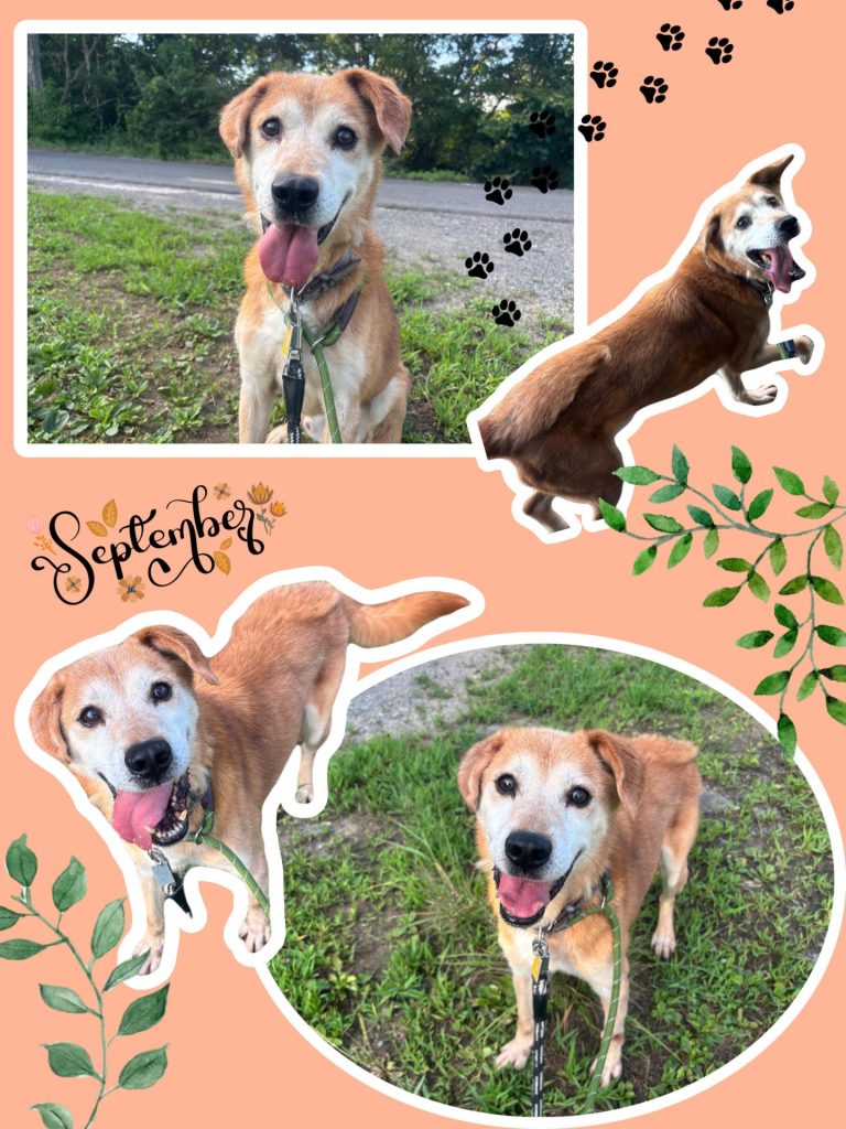 ワンだふるファミリーからの近況報告:2025年9月7日(日曜日) 8 edde96033bd55c029825af2764783478