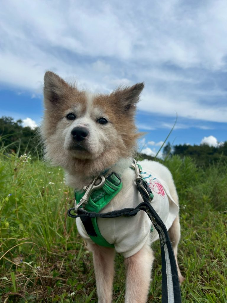 ワンだふるファミリーからの近況報告:2025年9月7日(日曜日) 9 58061dedb339a7354cbbf5895f2cf6db