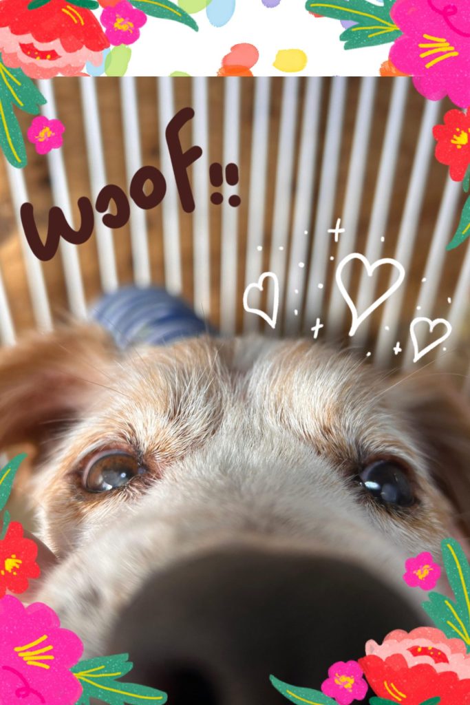 ワンだふるファミリーからの近況報告:2025年9月7日(日曜日) 10 7e1fa0d030e3a542f0ed480184693742