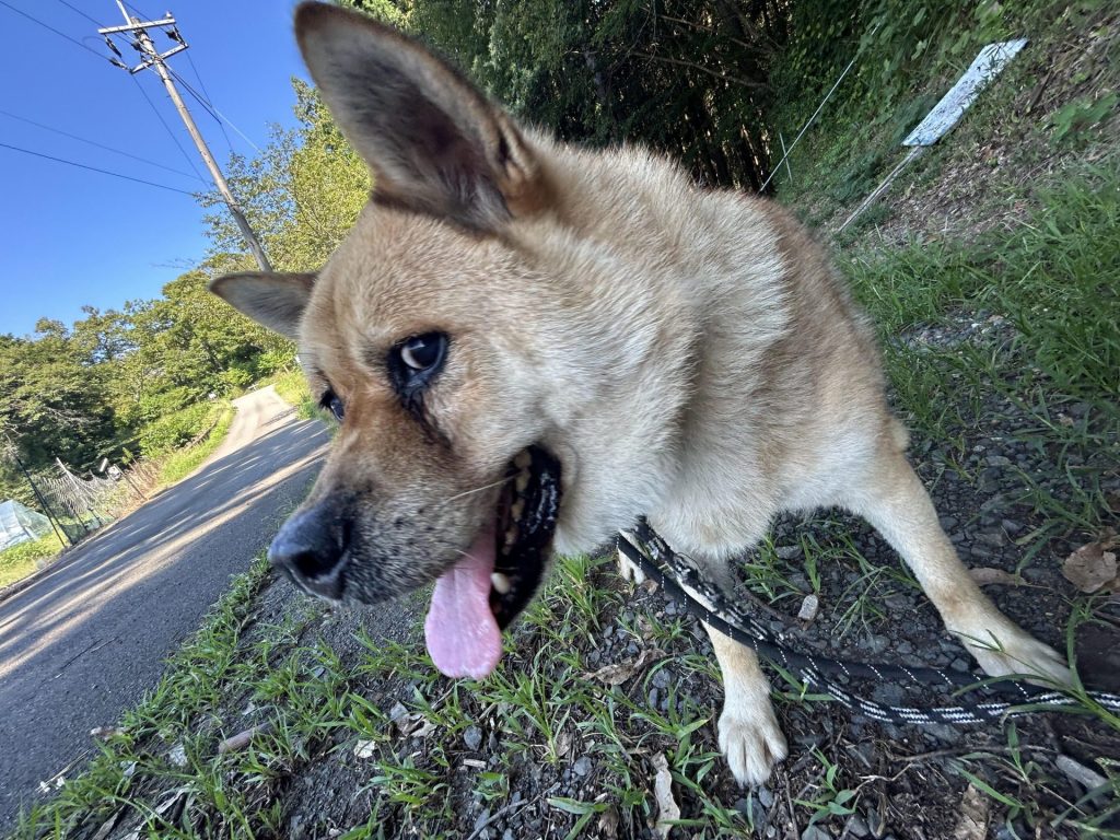 ワンだふるファミリーからの近況報告:2025年9月7日(日曜日) 11 25d997a84d028af4026ff1994b1c80e5