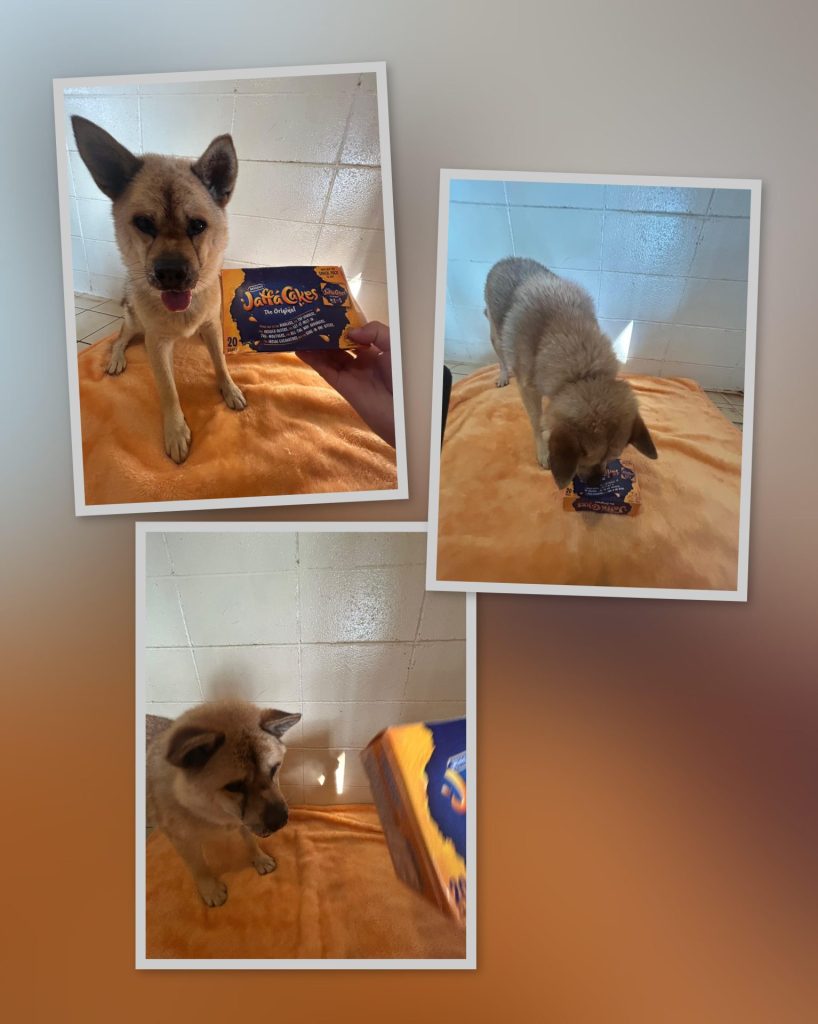 ワンだふるファミリーからの近況報告:2025年9月7日(日曜日) 12 08953ae28ce8de060c1e9d906ce28184 1