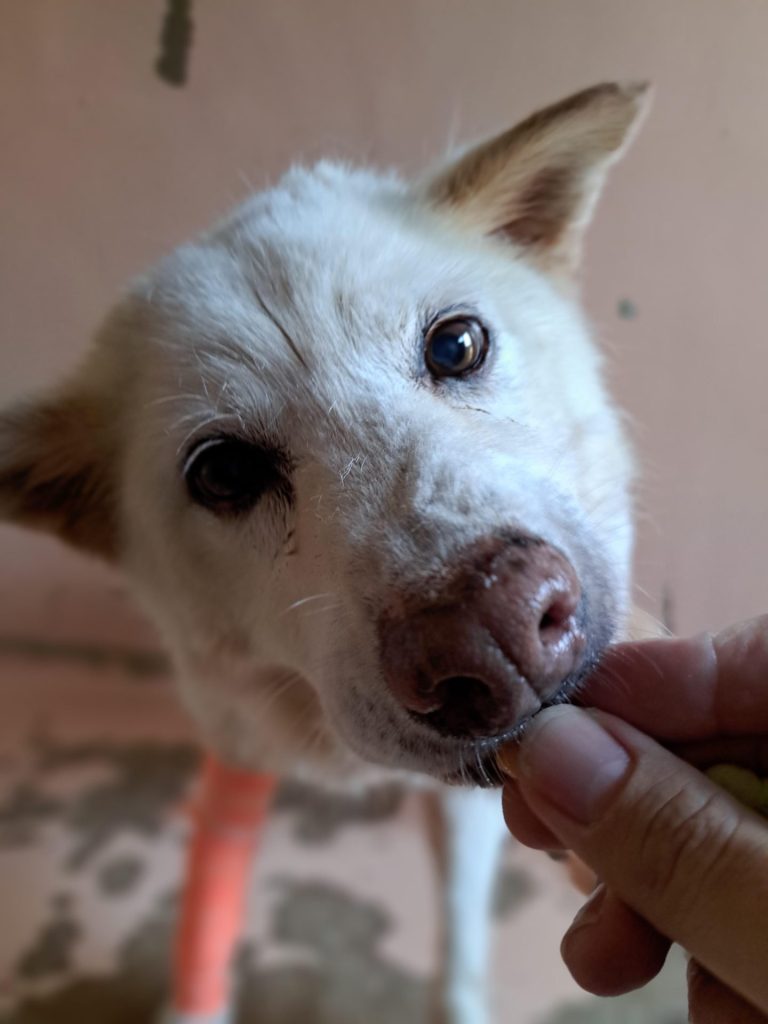 ワンだふるファミリーからの近況報告:2025年9月7日(日曜日) 13 389bff4d0060396755e11de155621bf0