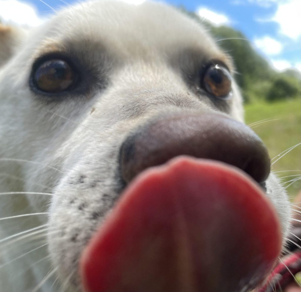 ワンだふるファミリーからの近況報告:2025年9月7日(日曜日) 14 11e0d49cb66611434b40912fe283be90