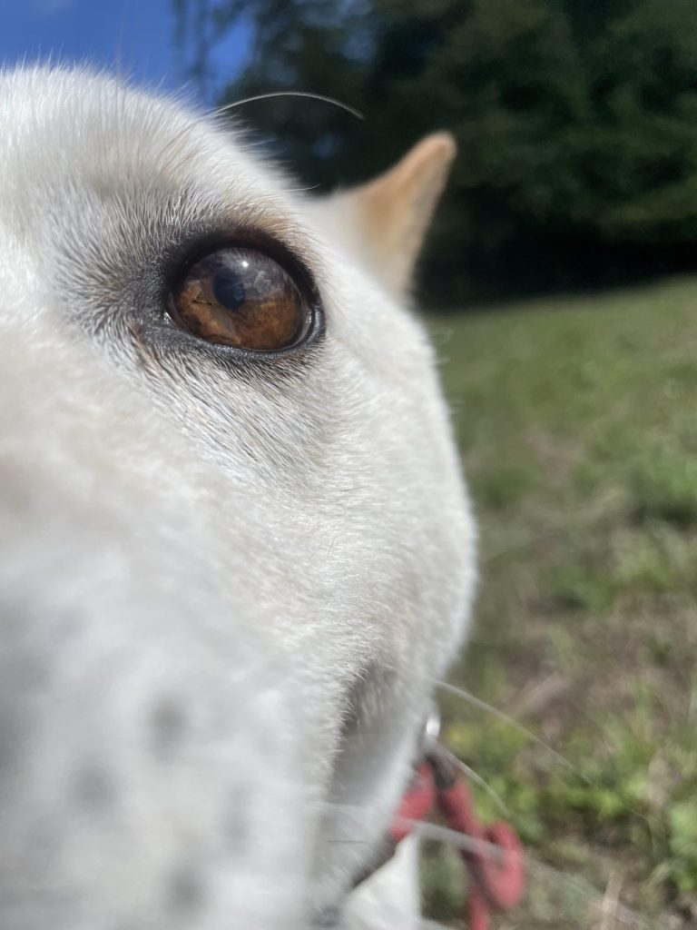 ワンだふるファミリーからの近況報告:2025年9月7日(日曜日) 15 5a27a1f40c580a0956536a9fdb85236a