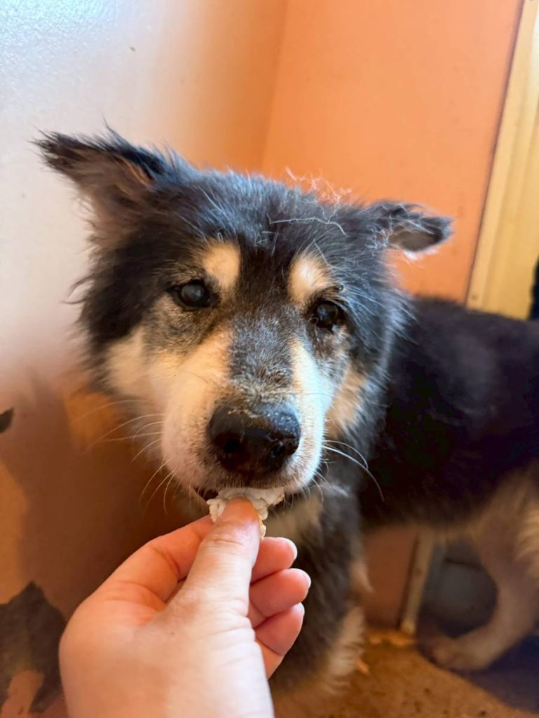 ワンだふるファミリーからの近況報告:2025年9月7日(日曜日) 16 3b5a2ec912479cf5ae6bad1c358c1336