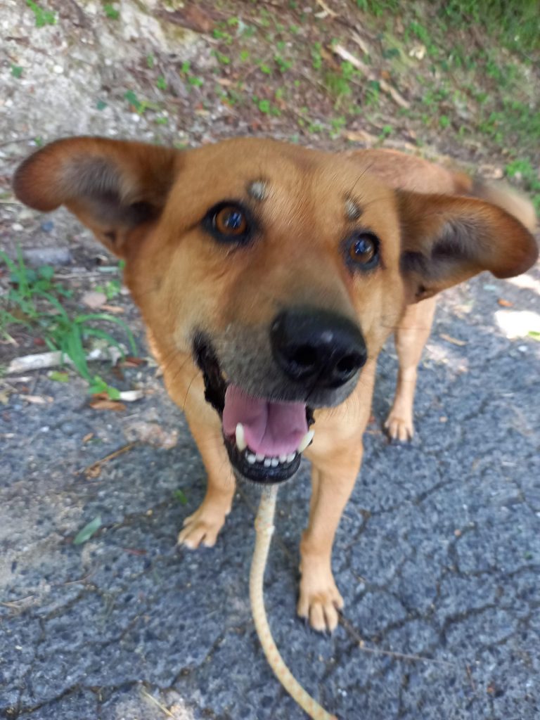 ワンだふるファミリーからの近況報告:2025年9月7日(日曜日) 17 124f873228503a13ddf3c6daf8ef63d9