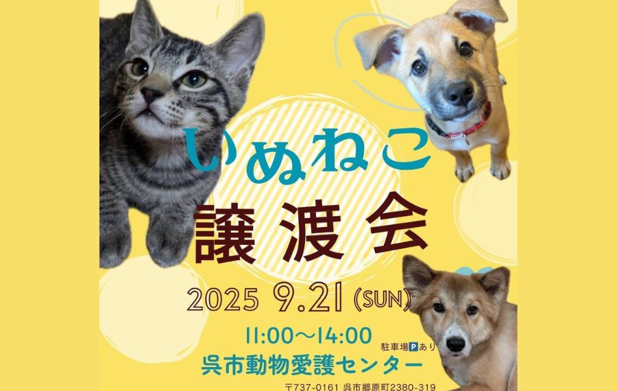 【ピースワンコの譲渡会】9/21(日)「いぬねこ譲渡会」に参加(広島/呉市) 12 2763066d4fe32e6354655913f8df749c
