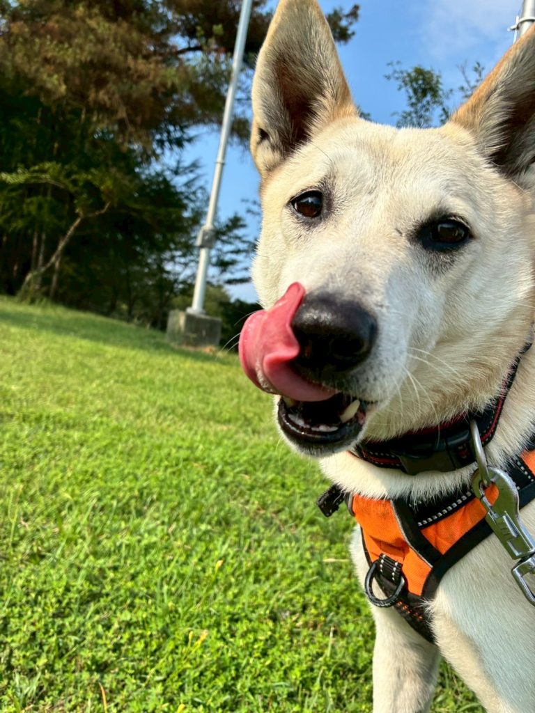 ワンだふるファミリーからの近況報告:2025年9月7日(日曜日) 18 a35569b39a3f6fc1b473209ea8a9fb7b