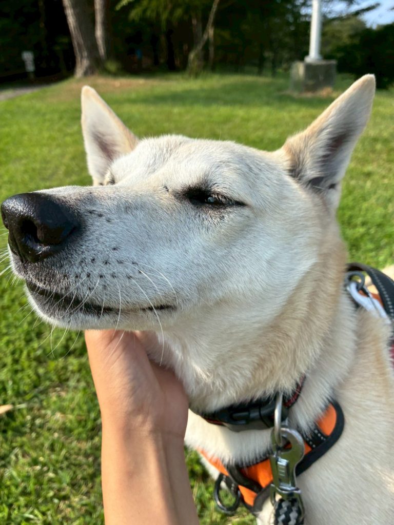 ワンだふるファミリーからの近況報告:2025年9月7日(日曜日) 19 720db3cbb416c14736429ca5b5a4191d