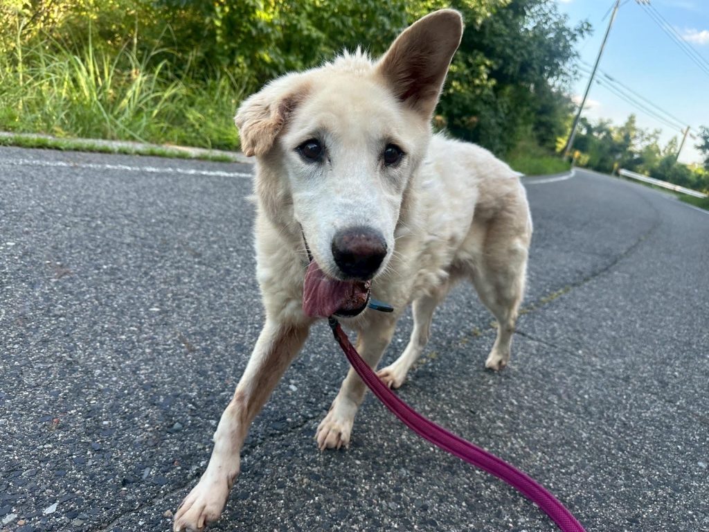 ワンだふるファミリーからの近況報告:2025年9月7日(日曜日) 20 056291b23d8af40c6b00be34c322dfa2