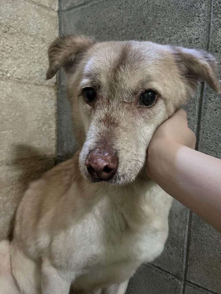 ワンだふるファミリーからの近況報告:2025年9月7日(日曜日) 21 540bca3b8a7377bf8aabd4c1e751a31c