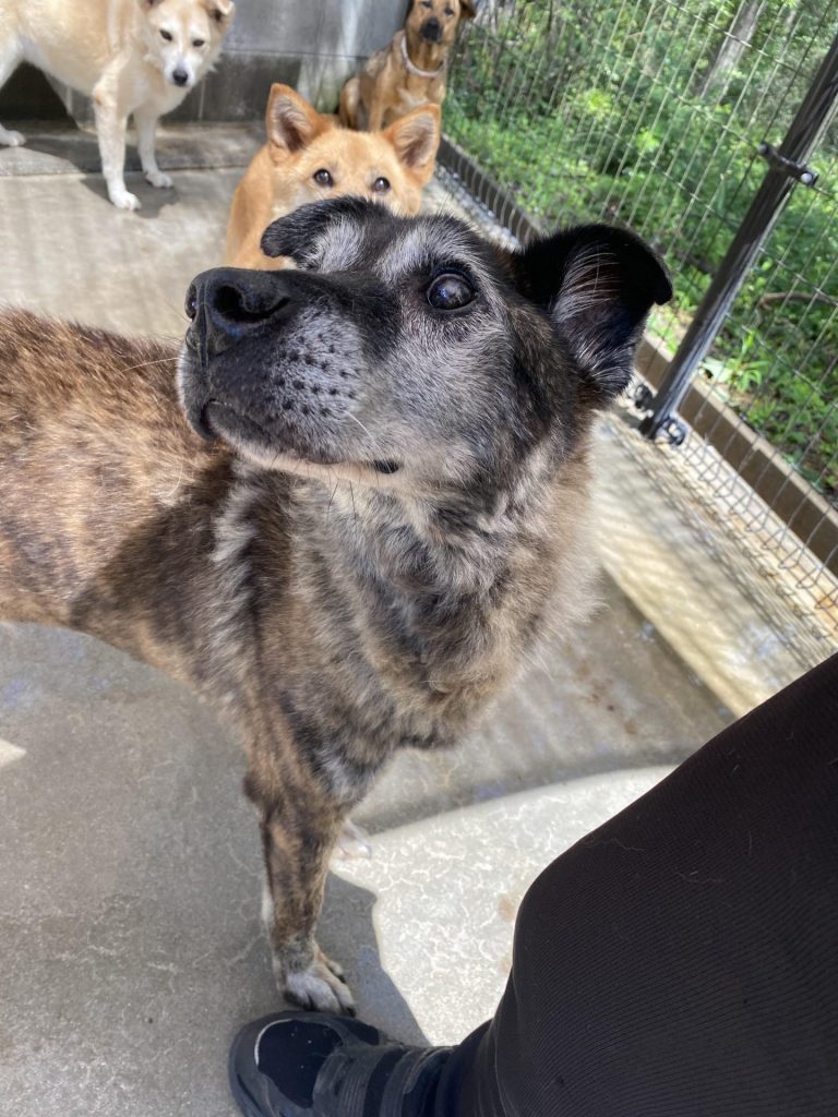 ワンだふるファミリーからの近況報告:2025年9月7日(日曜日) 22 2fef43c73d5716359c2f03755f30fcf6