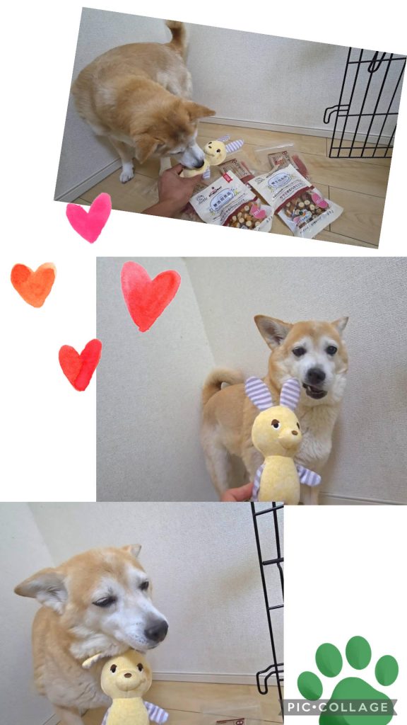 ワンだふるファミリーからの近況報告:2025年9月7日(日曜日) 23 1026db253afca15fa1d4c4a072d7ccf4