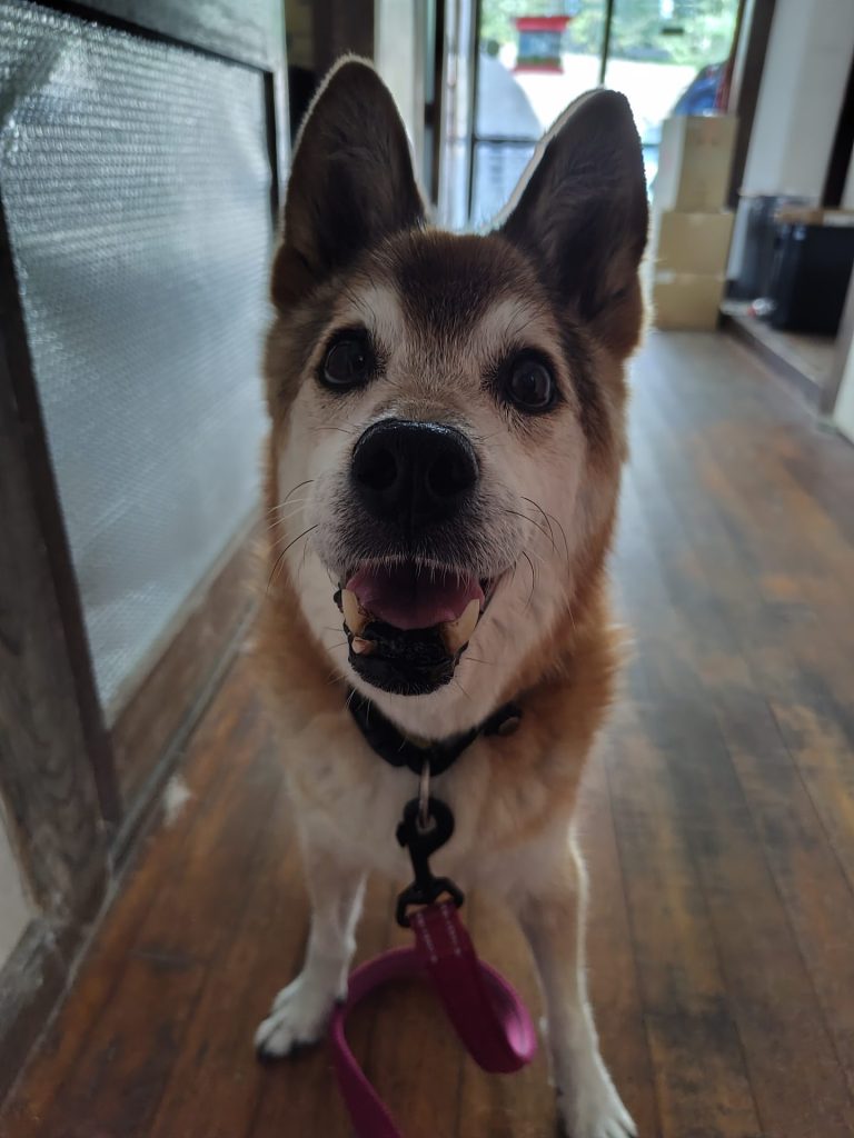 ワンだふるファミリーからの近況報告:2025年9月7日(日曜日) 24 754f1bb8ec34be48eb46410963ba5fd6