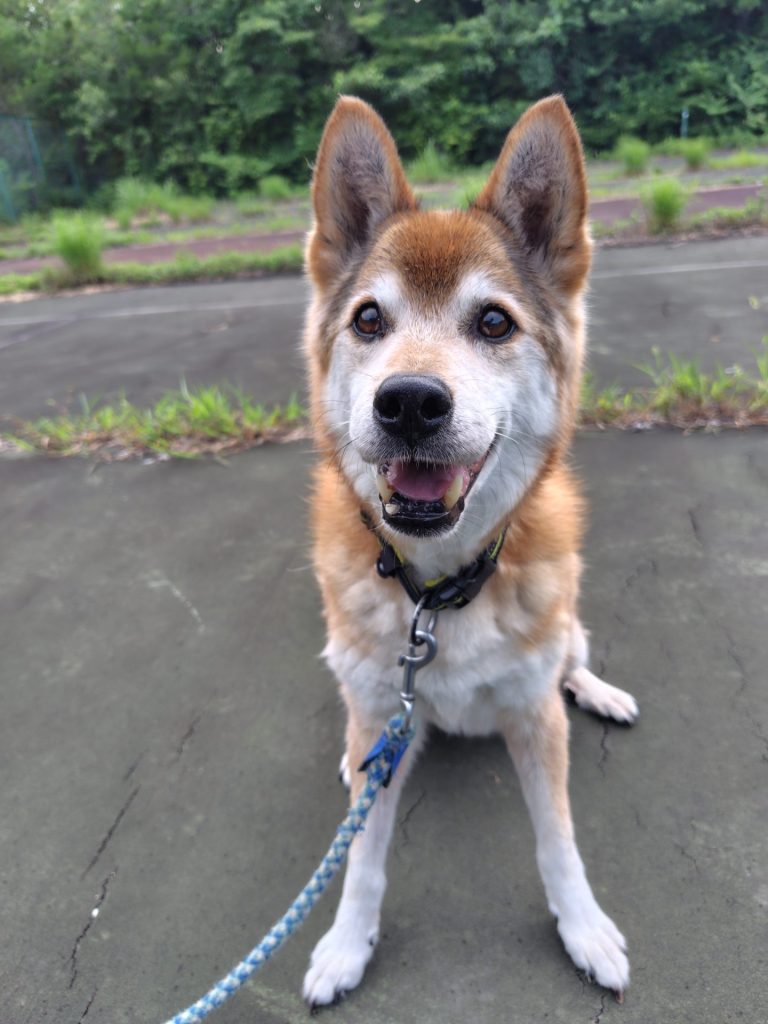 ワンだふるファミリーからの近況報告:2025年9月7日(日曜日) 25 ba6d16f6c0cf259e0f6640ad62cb23d7