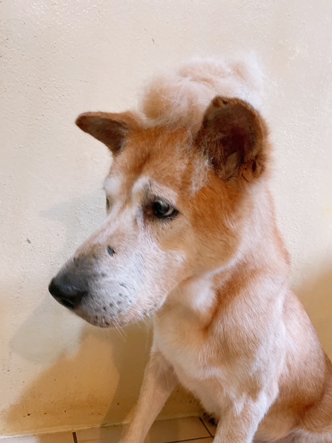 ワンだふるファミリーからの近況報告:2025年9月7日(日曜日) 26 a6b8761486ad8a746eb3c3ae41a465e6