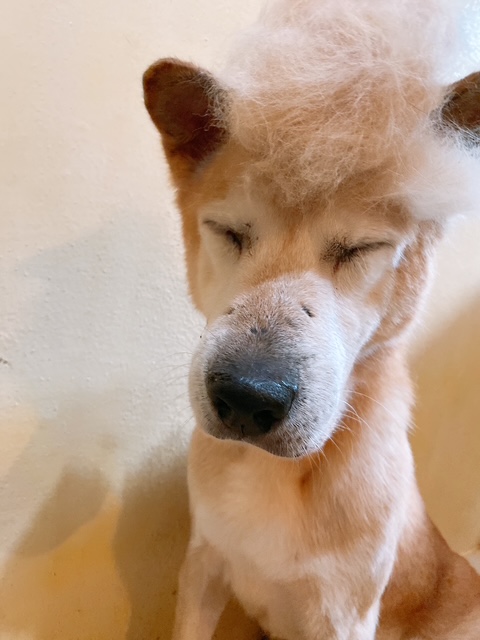 ワンだふるファミリーからの近況報告:2025年9月7日(日曜日) 27 9101be6cb0e1e4128e30dc60951e5eed