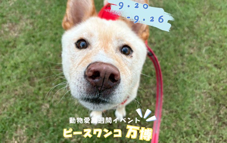 ba3d4f2035f00d7314fd8aba3d527082