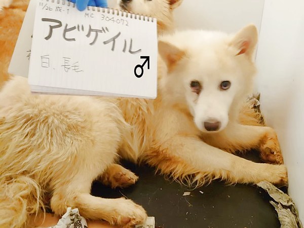 密着!元野犬の保護犬がおうちに来たらどうなるか? 3 20250606 1 2