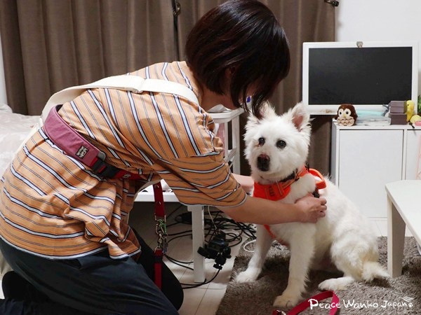 密着!元野犬の保護犬がおうちに来たらどうなるか? 4 20250522 1 3