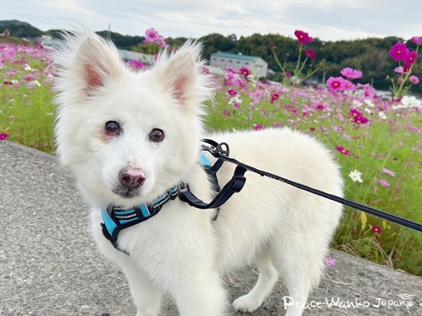 密着!元野犬の保護犬がおうちに来たらどうなるか? 5 20250606 1 1