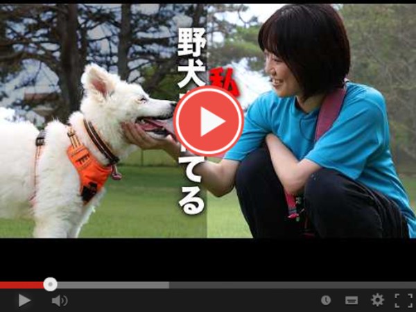 密着!元野犬の保護犬がおうちに来たらどうなるか? 6 16140cd0f0cbc4b722c9332b8211ca79