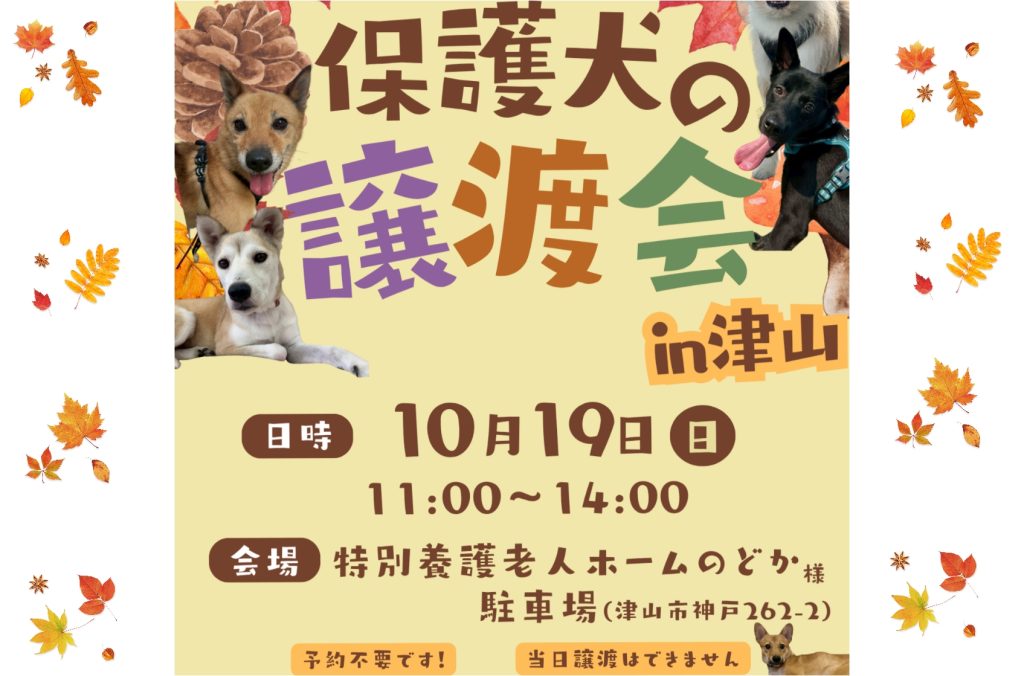 【ピースワンコの譲渡会】10/19(日)「保護犬の譲渡会 in 津山 」開催!(岡山/津山市) 7 Picsart 25 09 18 08 08 22 323