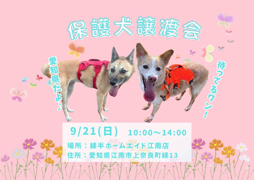【ピースワンコの譲渡会】9/21(日)保護犬譲渡会(愛知/江南市) 4 e358db6889ddf9abe649490b7e4f3539