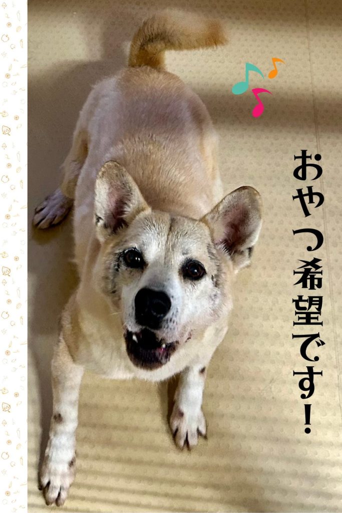 ワンだふるファミリーからの近況報告:2025年9月15日(月曜日) 2 c4b746839c0f7d0e3a262695bf4aa014