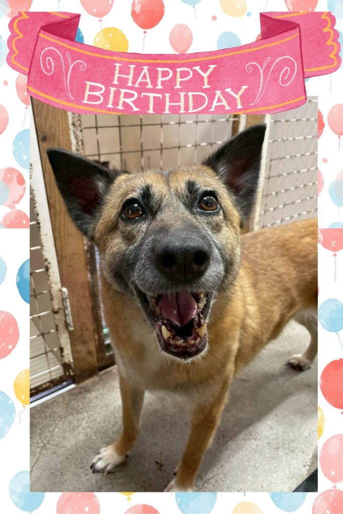 ワンだふるファミリーからの近況報告:2025年9月15日(月曜日) 3 29d0a8218e3d1774762600ae35e89f1d