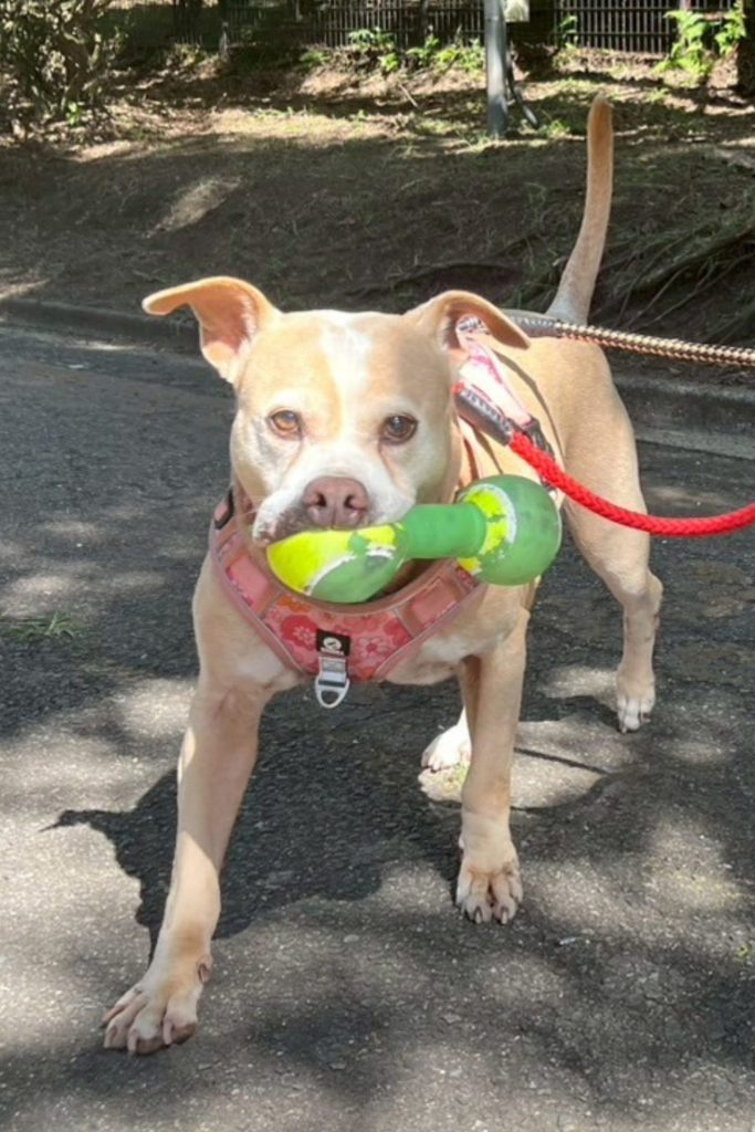 ワンだふるファミリーからの近況報告:2025年9月15日(月曜日) 4 77a39b40f11d991a7ce8313fad5a9aa9