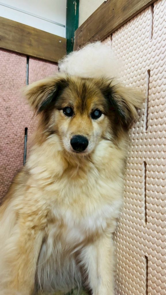 ワンだふるファミリーからの近況報告:2025年9月15日(月曜日) 5 2925d71f8a59cfad164a4ab032b73cae