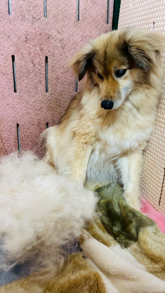 ワンだふるファミリーからの近況報告:2025年9月15日(月曜日) 6 0d9bdef7de652622a805cc05a7638fa3