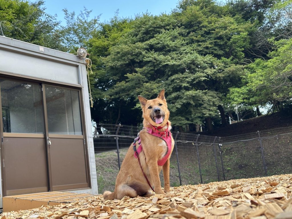 ワンだふるファミリーからの近況報告:2025年9月15日(月曜日) 7 a7d1a187bcf9de4761283acc9d8c3dbe