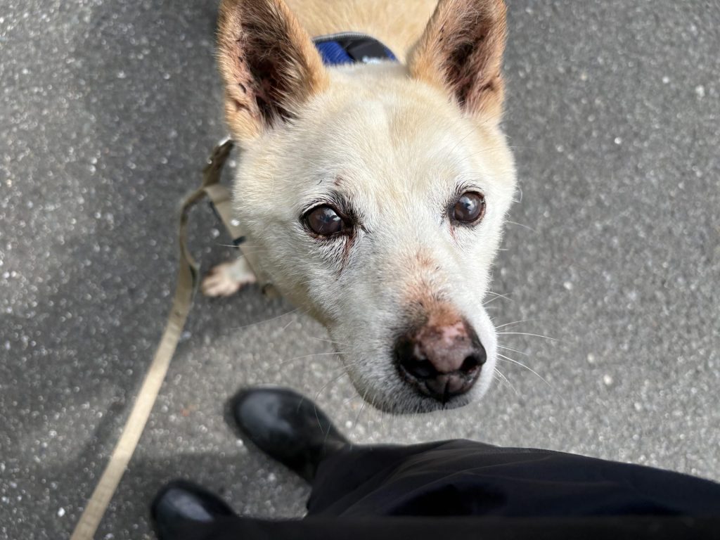 ワンだふるファミリーからの近況報告:2025年9月15日(月曜日) 8 4f0a623bdd41b7fa906e06d3dec9ce58