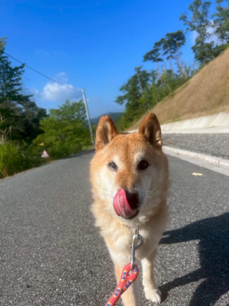 ワンだふるファミリーからの近況報告:2025年9月15日(月曜日) 9 7a9648497277067c5f8d33439977eb23