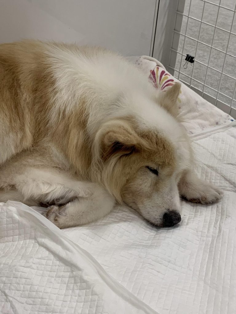 ワンだふるファミリーからの近況報告:2025年9月15日(月曜日) 10 5908513dc3f9c6648a8f9b108d8dd289