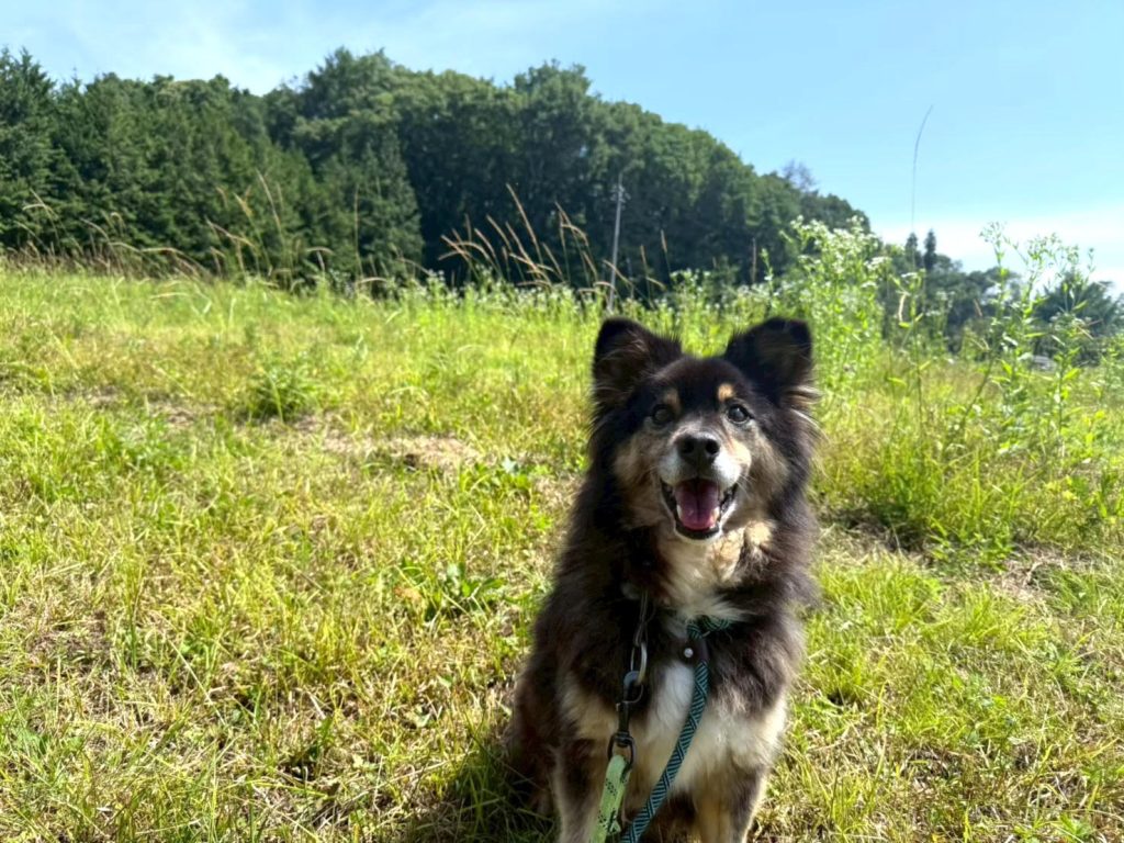 ワンだふるファミリーからの近況報告:2025年9月15日(月曜日) 11 729db088456fe48b68f795d87ce34516