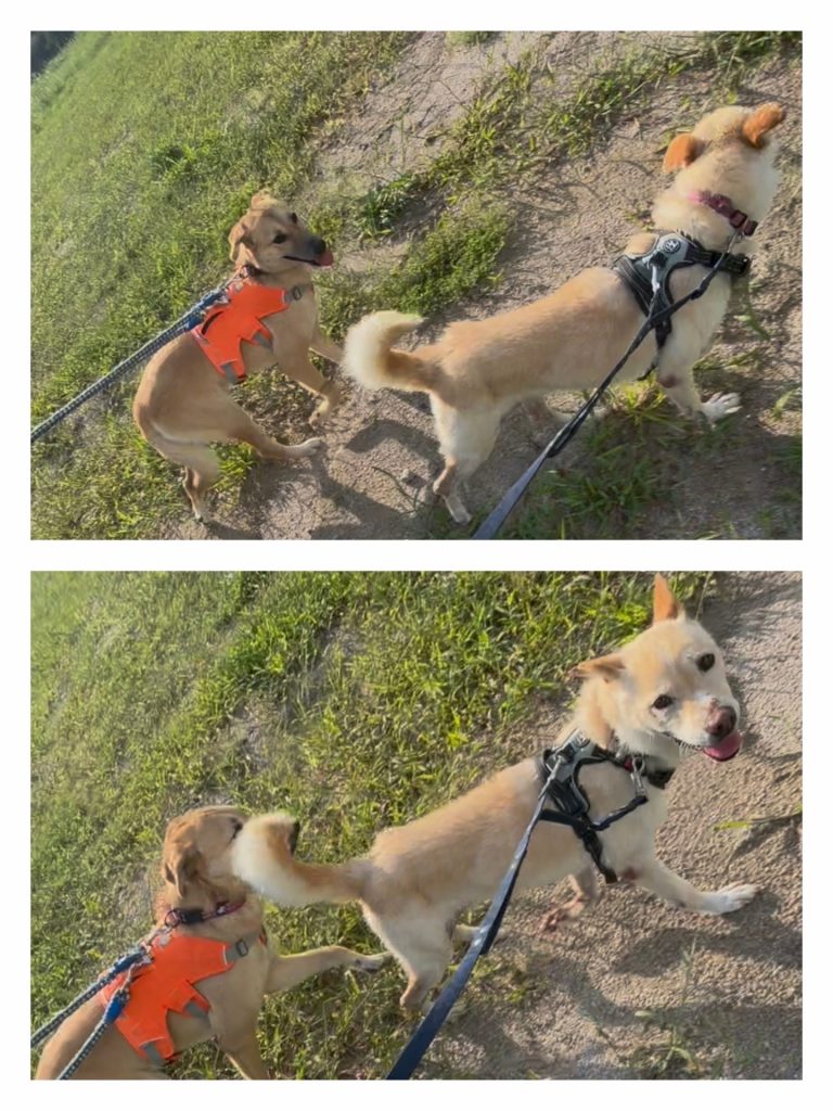 ワンだふるファミリーからの近況報告:2025年9月15日(月曜日) 12 50ab058e65d6a4879b96e3c3a53dbcc5