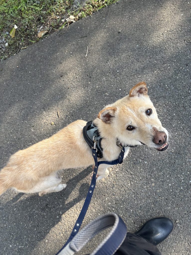 ワンだふるファミリーからの近況報告:2025年9月15日(月曜日) 13 a82a78ade954dc259d54339f0c36f079