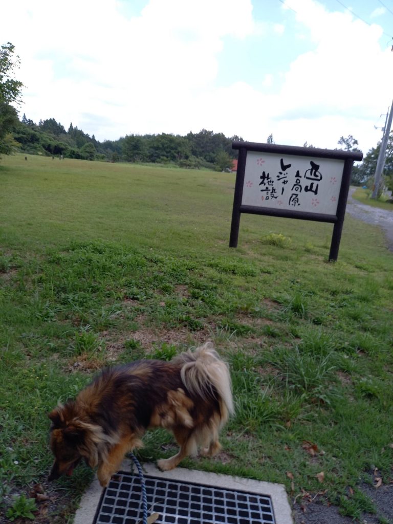 ワンだふるファミリーからの近況報告:2025年9月15日(月曜日) 16 d8cb061c0724c5393fc802e85f8ab252