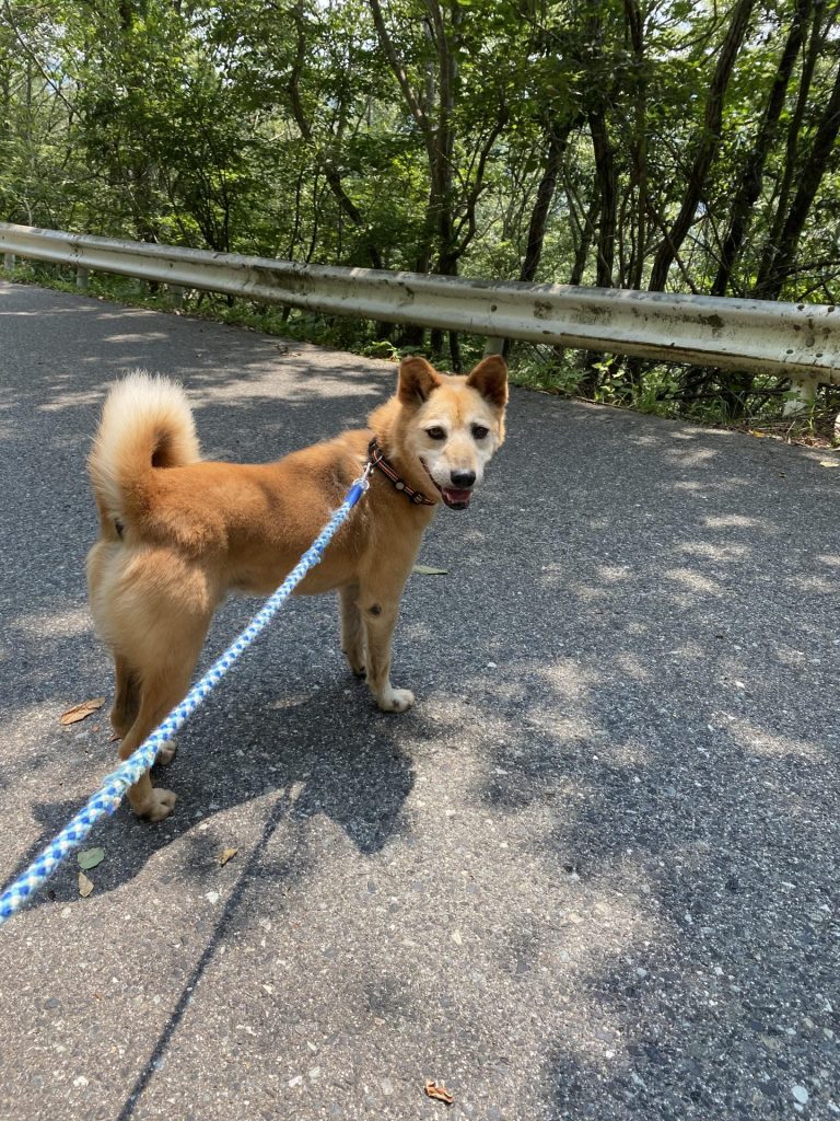 ワンだふるファミリーからの近況報告:2025年9月15日(月曜日) 17 a5982e4eaf38fe8641f9281d2edf520a